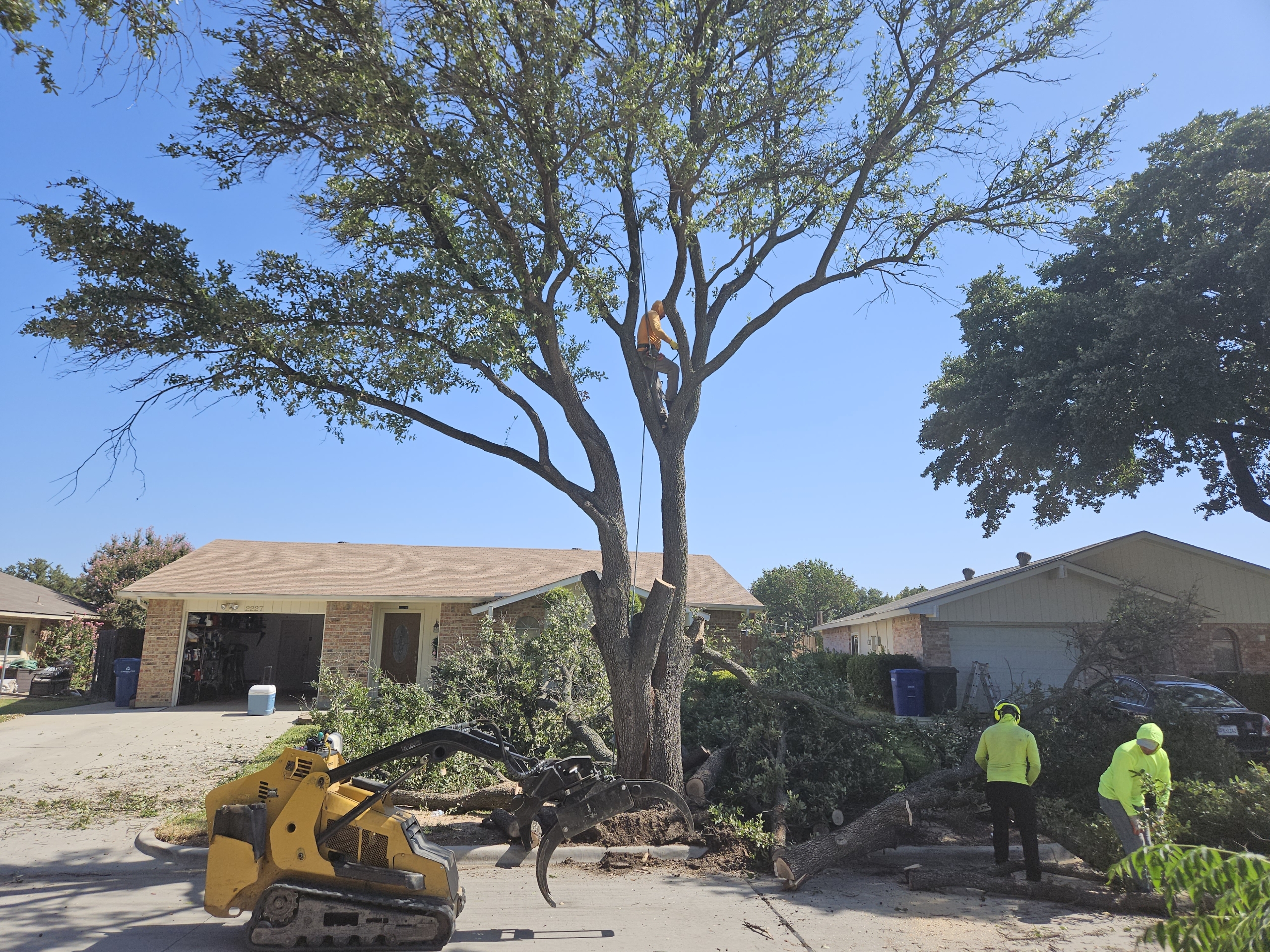 DFW Tree Service