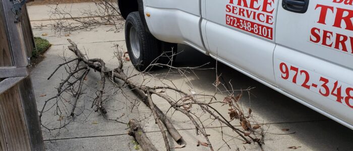 Residential_Tree_service