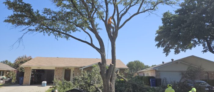 Tree_Surgeon_North_Texas